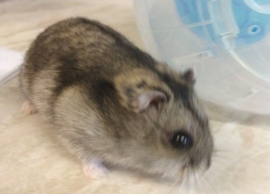 do hamsters bite